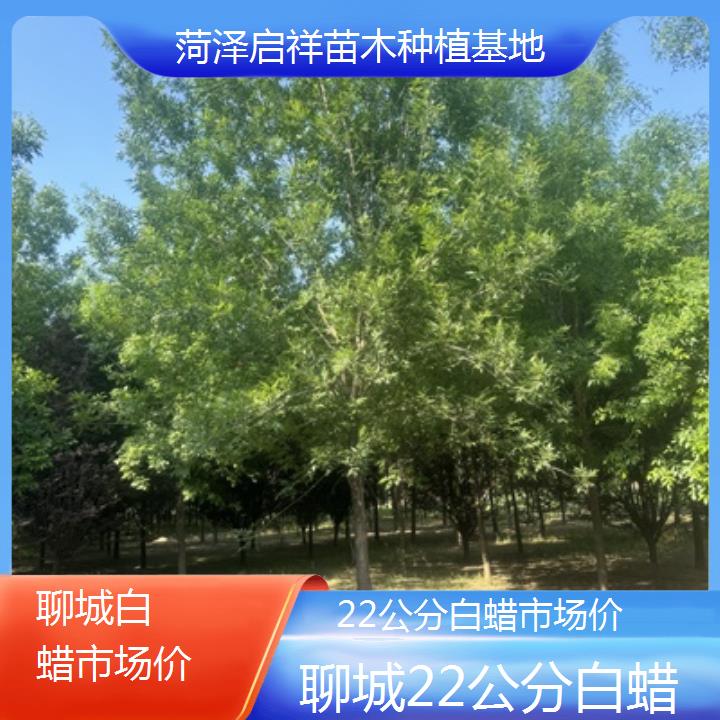 聊城22公分白蜡市场价-2024排名一览