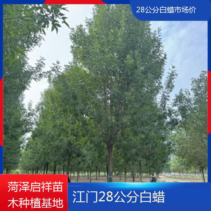 江门28公分白蜡市场价-2024排名一览