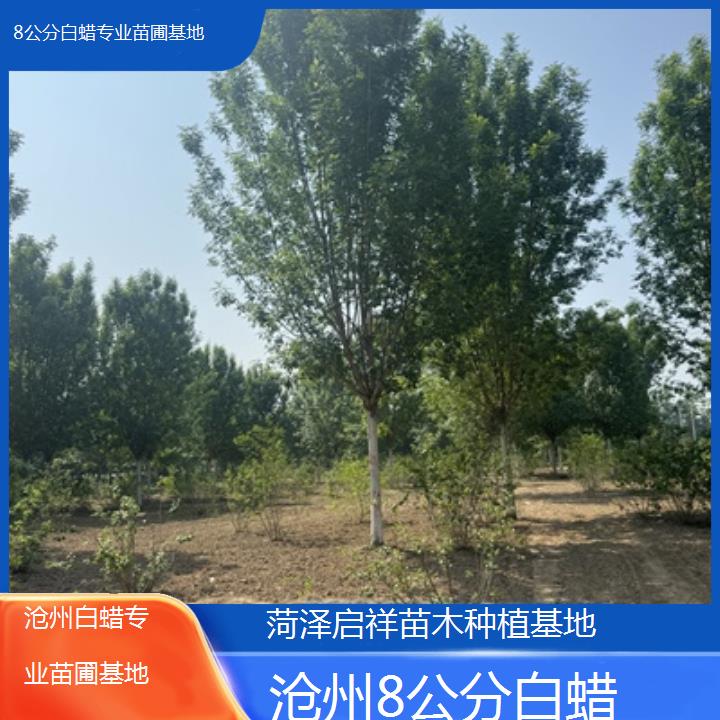 沧州8公分白蜡专业苗圃基地-2024排名一览