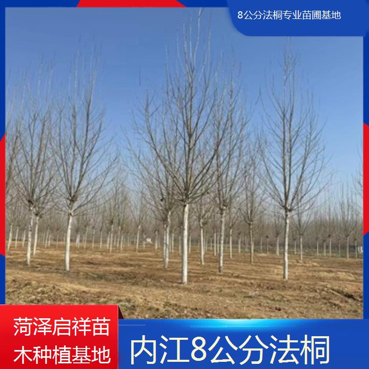 内江8公分法桐专业苗圃基地-2024排名一览