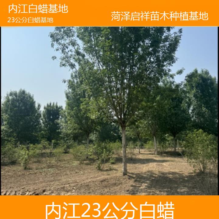 内江23公分白蜡基地-2024排名一览