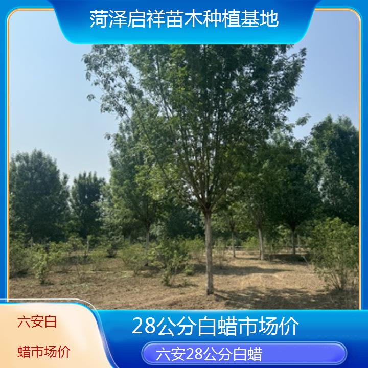 六安28公分白蜡市场价-2024排名一览