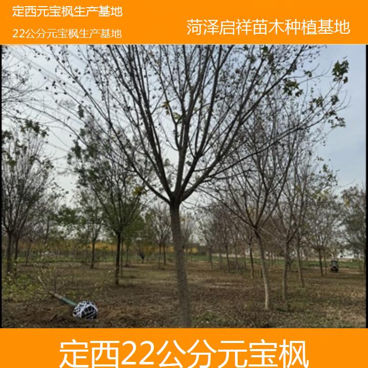 定西22公分元宝枫生产基地-2024排名一览