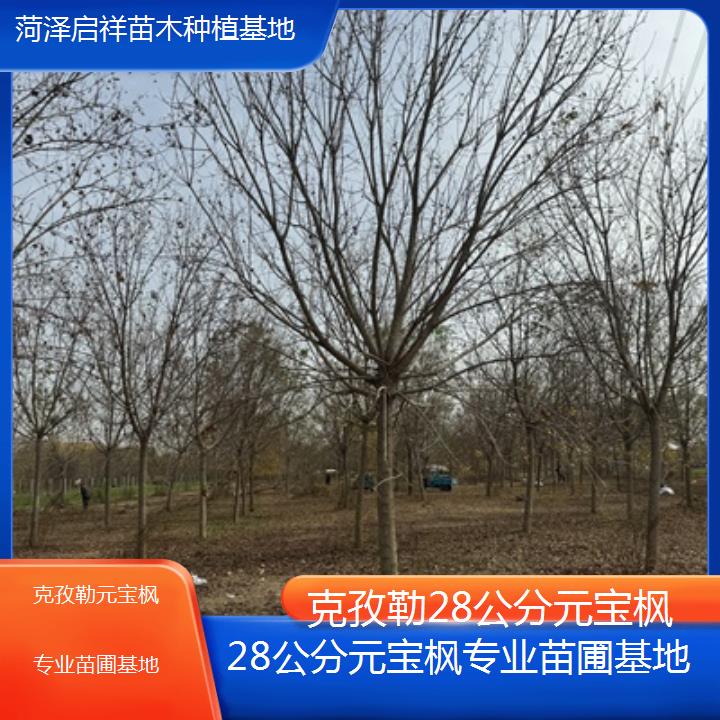 克孜勒28公分元宝枫专业苗圃基地-2024排名一览