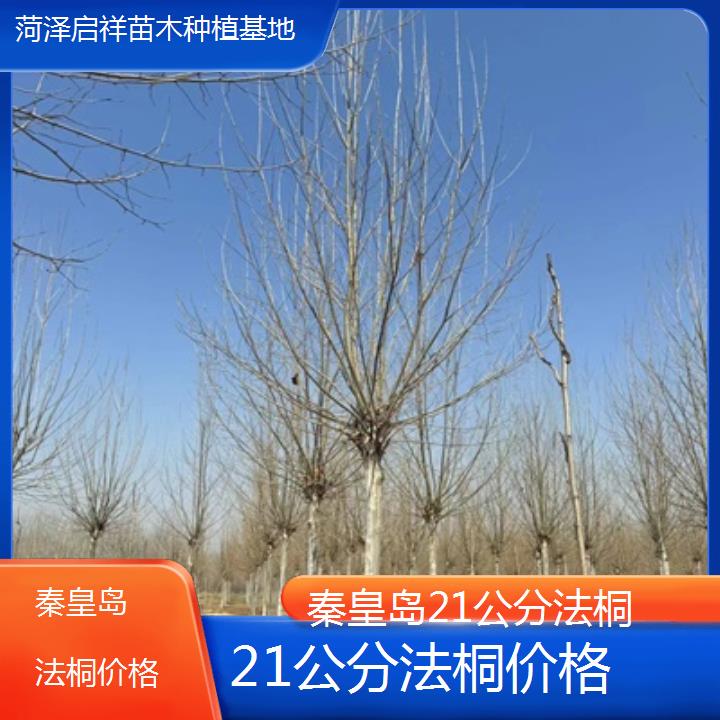 秦皇岛21公分法桐价格-2024排名一览