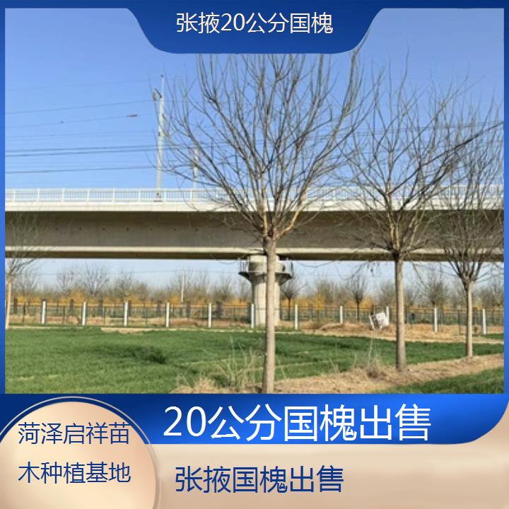 张掖20公分国槐出售-2024排名一览