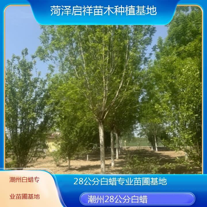 潮州28公分白蜡专业苗圃基地-2024排名一览