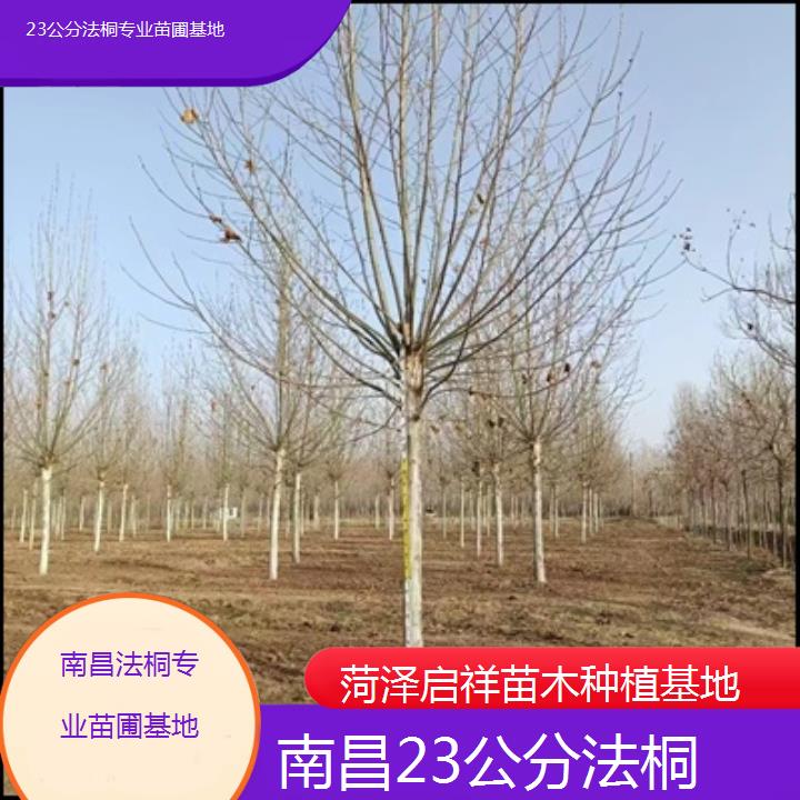 南昌23公分法桐专业苗圃基地-2024排名一览