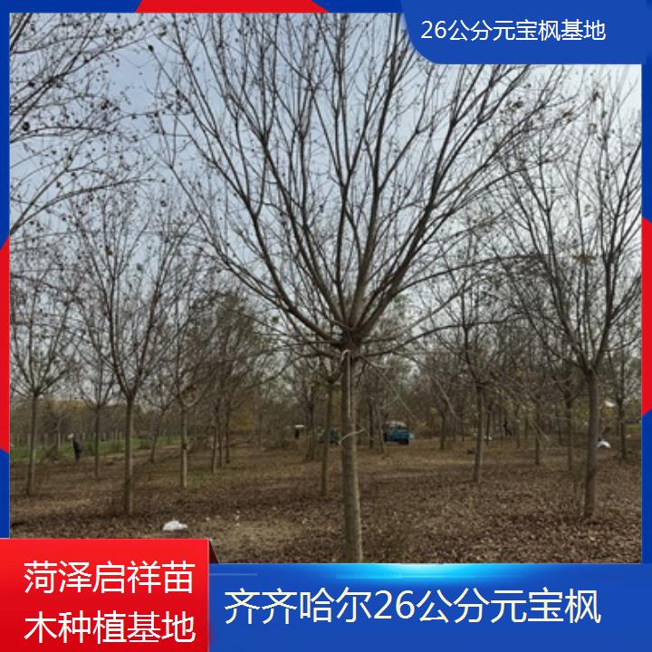 齐齐哈尔26公分元宝枫基地-2024排名一览