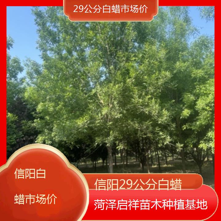 信阳29公分白蜡市场价-2024排名一览