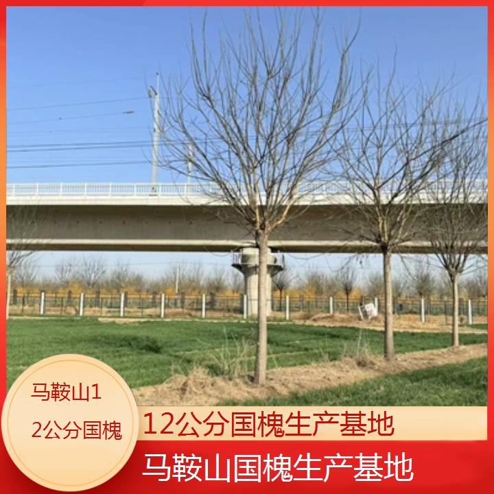 马鞍山12公分国槐生产基地-2024排名一览