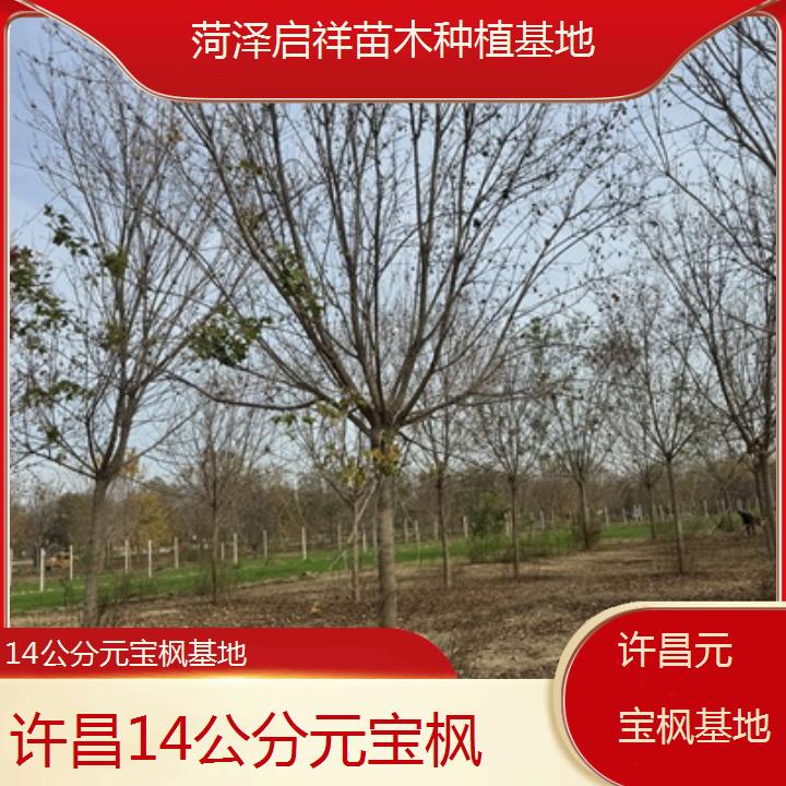 许昌14公分元宝枫基地-2024排名一览