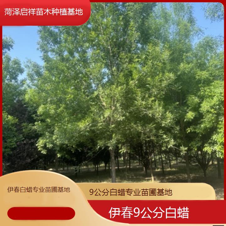 伊春9公分白蜡专业苗圃基地-2024排名一览