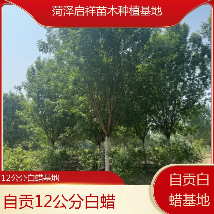 自贡12公分白蜡基地-2024排名一览