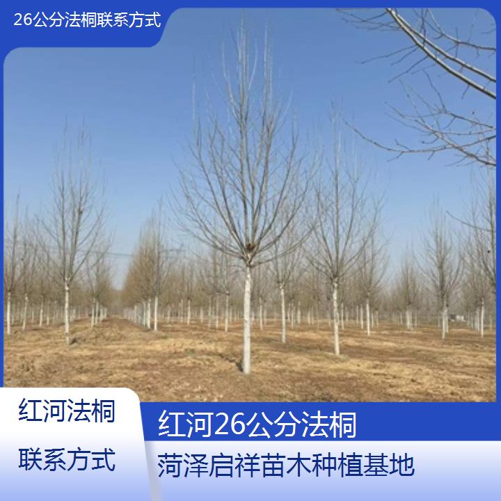 红河26公分法桐联系方式-2024排名一览