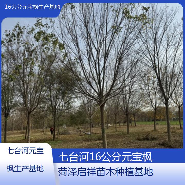 七台河16公分元宝枫生产基地-2024排名一览