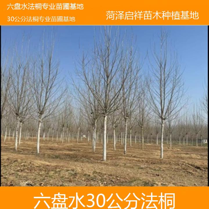 六盘水30公分法桐专业苗圃基地-2024排名一览