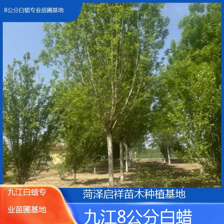 九江8公分白蜡专业苗圃基地-2024排名一览