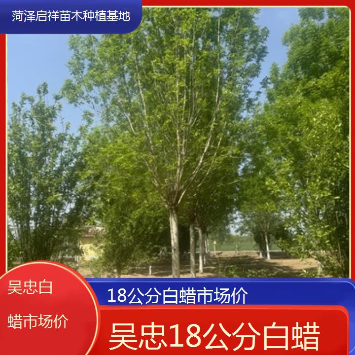 吴忠18公分白蜡市场价-2024排名一览