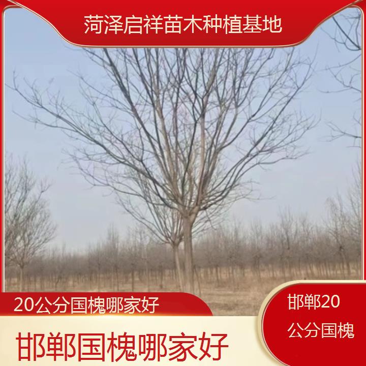 邯郸20公分国槐哪家好-2024排名一览