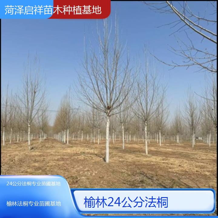 榆林24公分法桐专业苗圃基地-2024排名一览