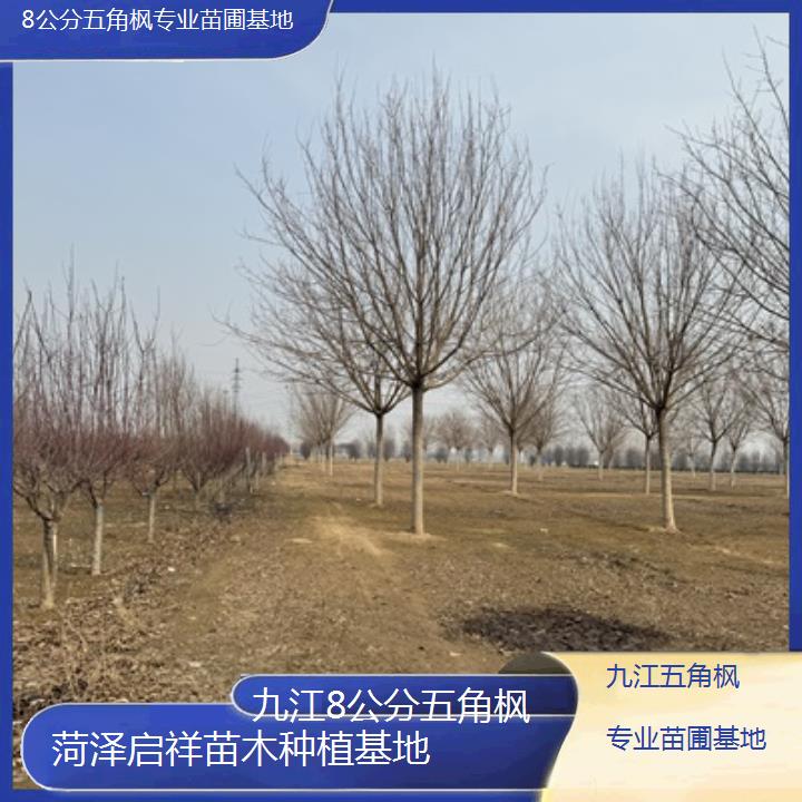 九江8公分五角枫专业苗圃基地2024排名一览