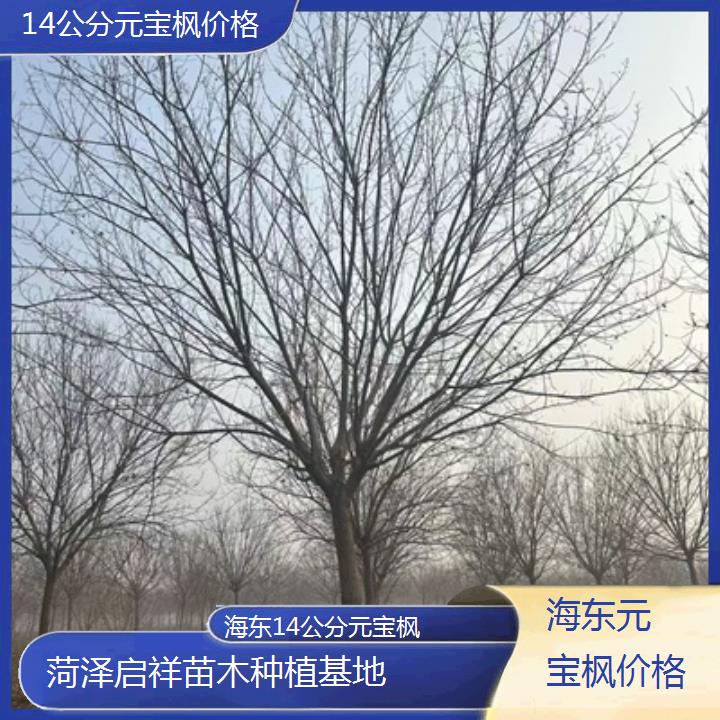 海东14公分元宝枫价格-2024排名一览