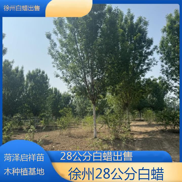 徐州28公分白蜡出售-2024排名一览