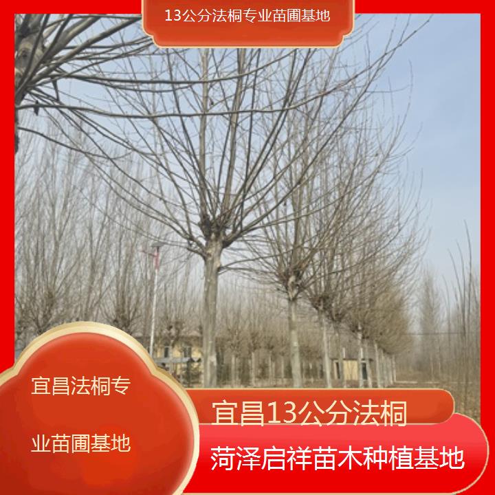 宜昌13公分法桐专业苗圃基地-2024排名一览