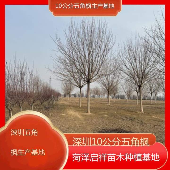 深圳10公分五角枫生产基地2024排名一览