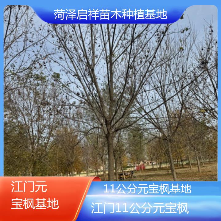 江门11公分元宝枫基地-2024排名一览