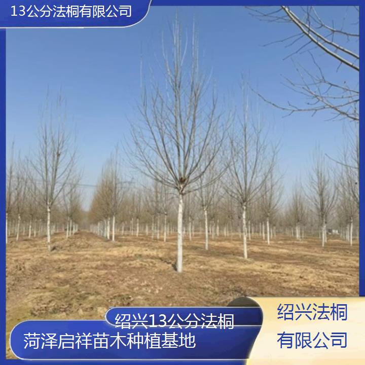 绍兴13公分法桐有限公司-2024排名一览