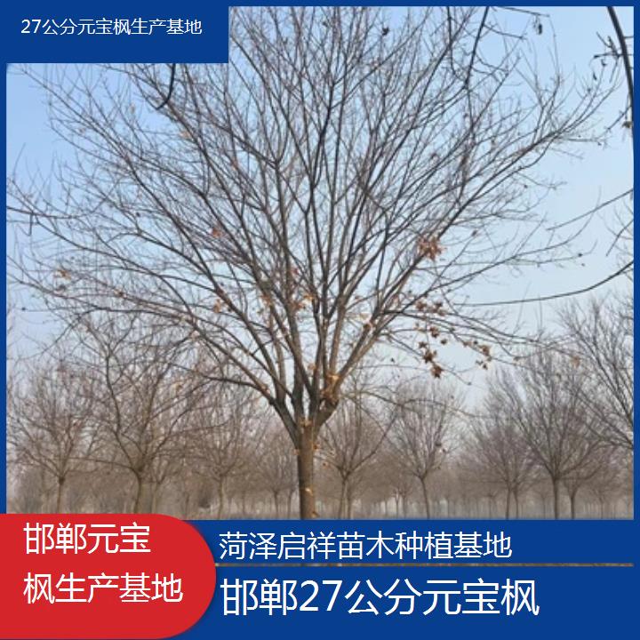 邯郸27公分元宝枫生产基地-2024排名一览