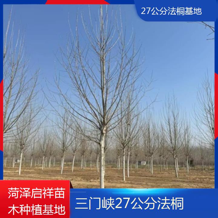 三门峡27公分法桐基地-2024排名一览