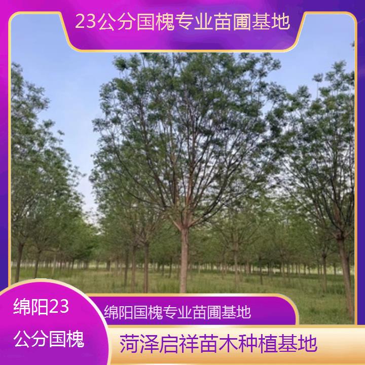 绵阳23公分国槐专业苗圃基地-2024排名一览