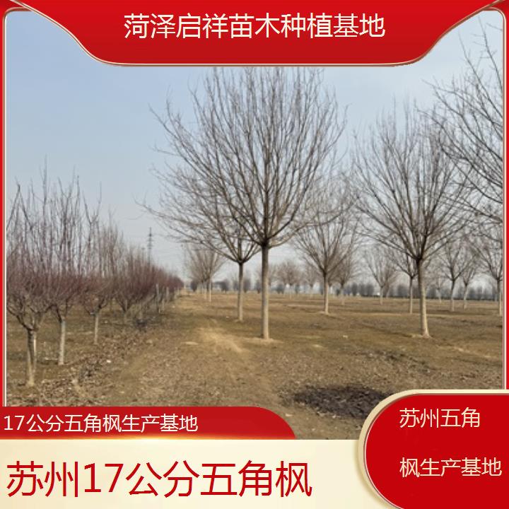 苏州17公分五角枫生产基地2024排名一览