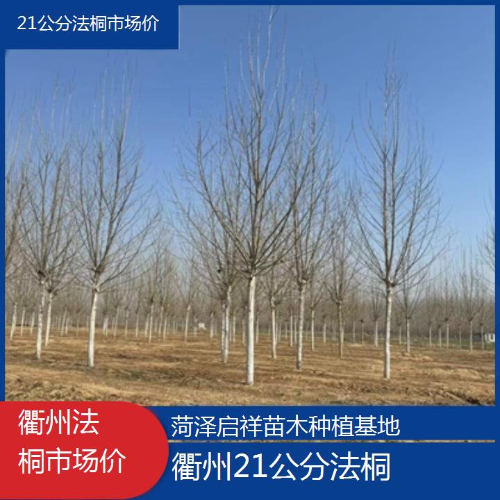 衢州21公分法桐市场价-2024排名一览