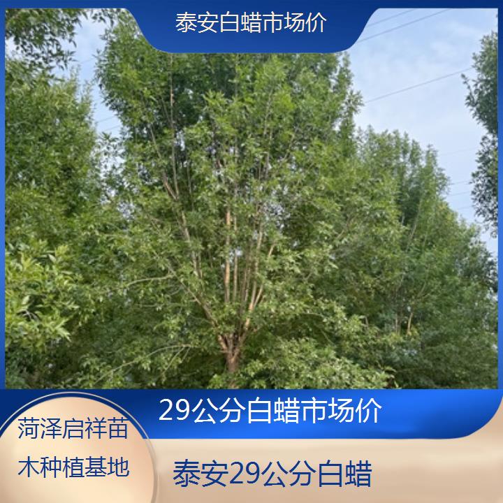 泰安29公分白蜡市场价-2024排名一览