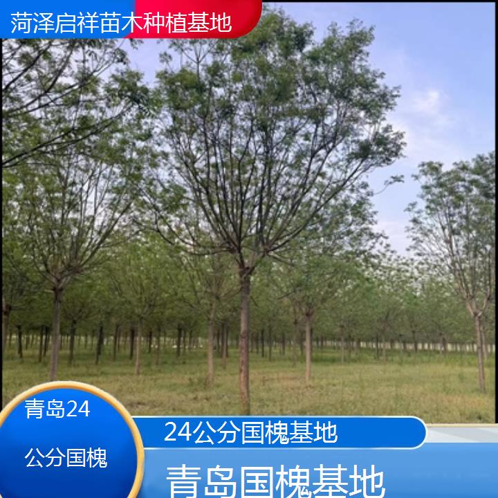 青岛24公分国槐基地-2024排名一览