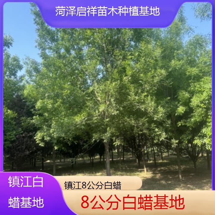 镇江8公分白蜡基地-2024排名一览