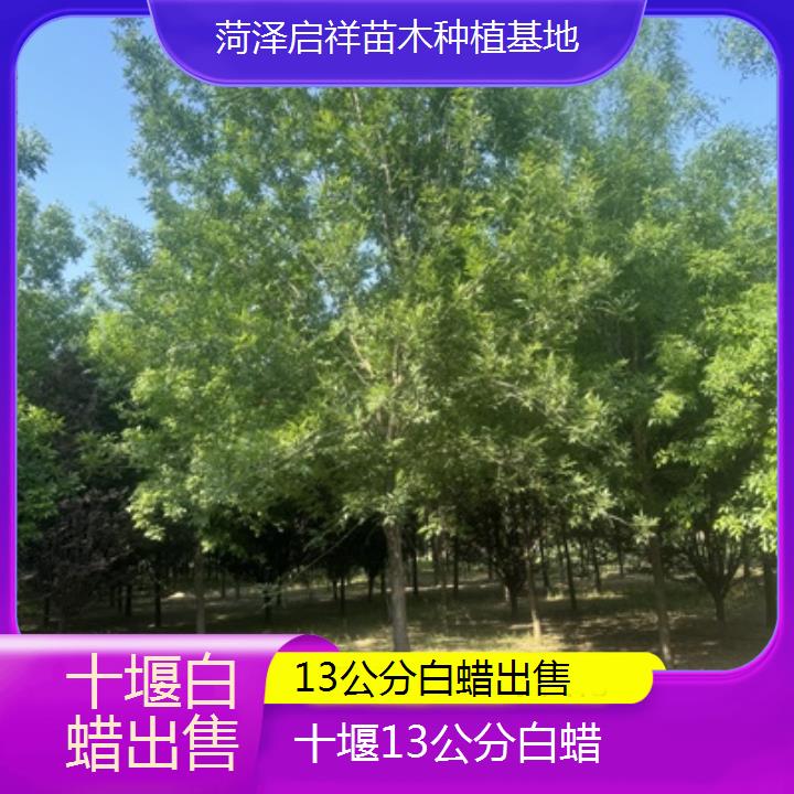 十堰13公分白蜡出售-2024排名一览