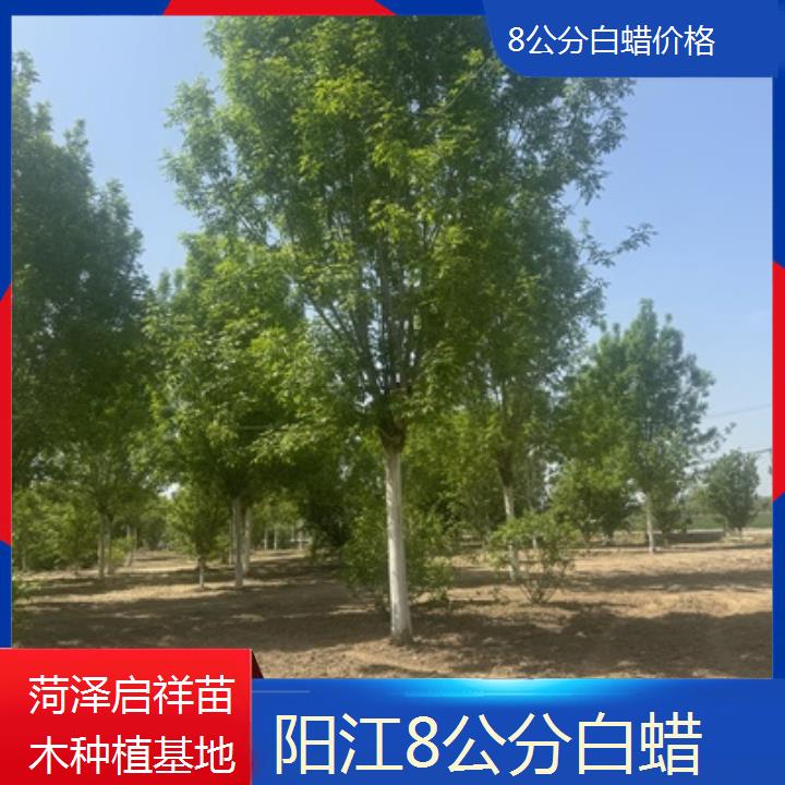 阳江8公分白蜡价格-2024排名一览