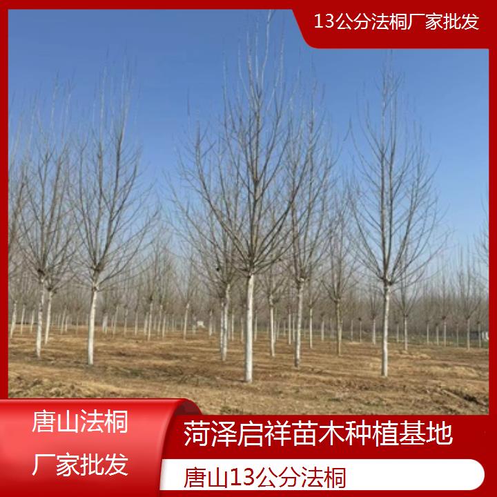 唐山13公分法桐厂家批发-2024排名一览