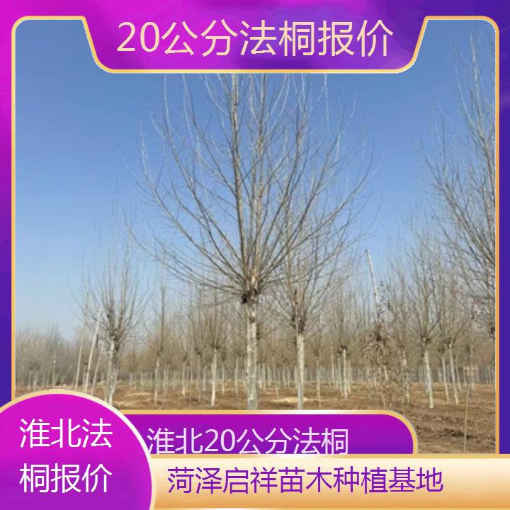 淮北20公分法桐报价-2024排名一览