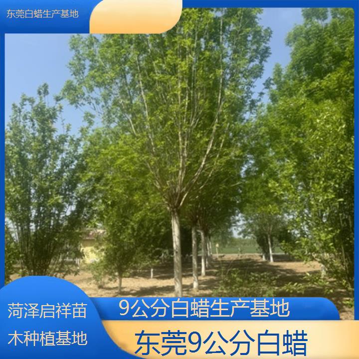 东莞9公分白蜡生产基地-2024排名一览