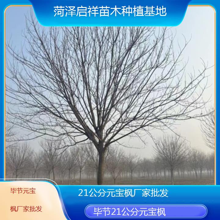 毕节21公分元宝枫厂家批发-2024排名一览