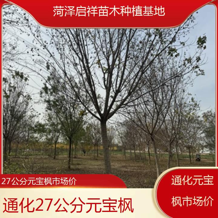 通化27公分元宝枫市场价-2024排名一览