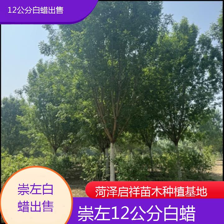 崇左12公分白蜡出售-2024排名一览