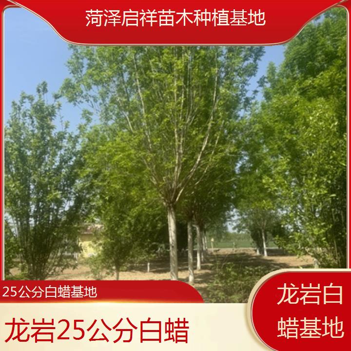 龙岩25公分白蜡基地-2024排名一览