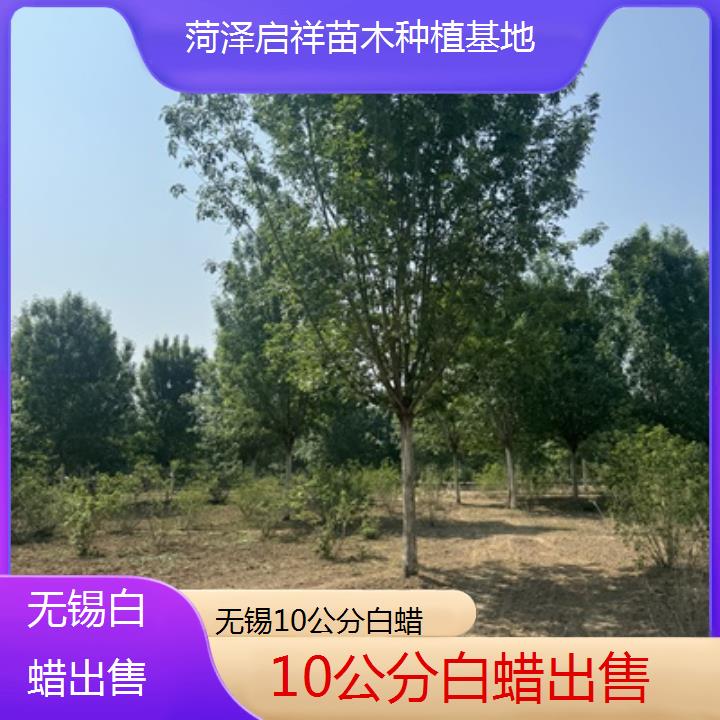 无锡10公分白蜡出售-2024排名一览